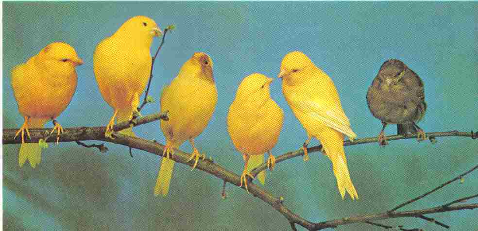 canary images