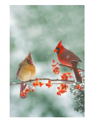 Male Cardinal Bird on Index Of All Perching Birds Exceptionally Charming Cardinal Calendars