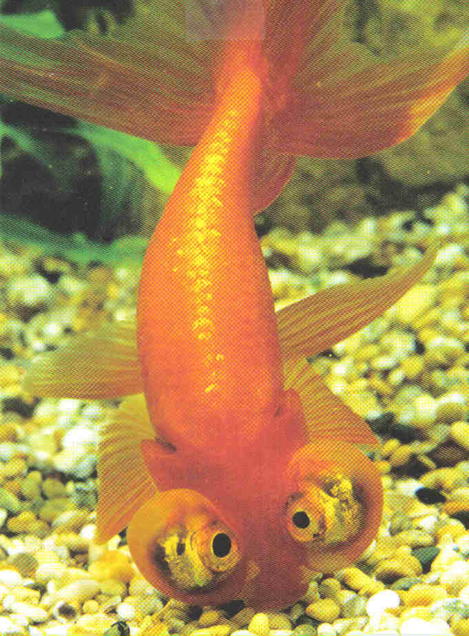 what goldfish eggs look like. 2010 how do goldfish eggs look