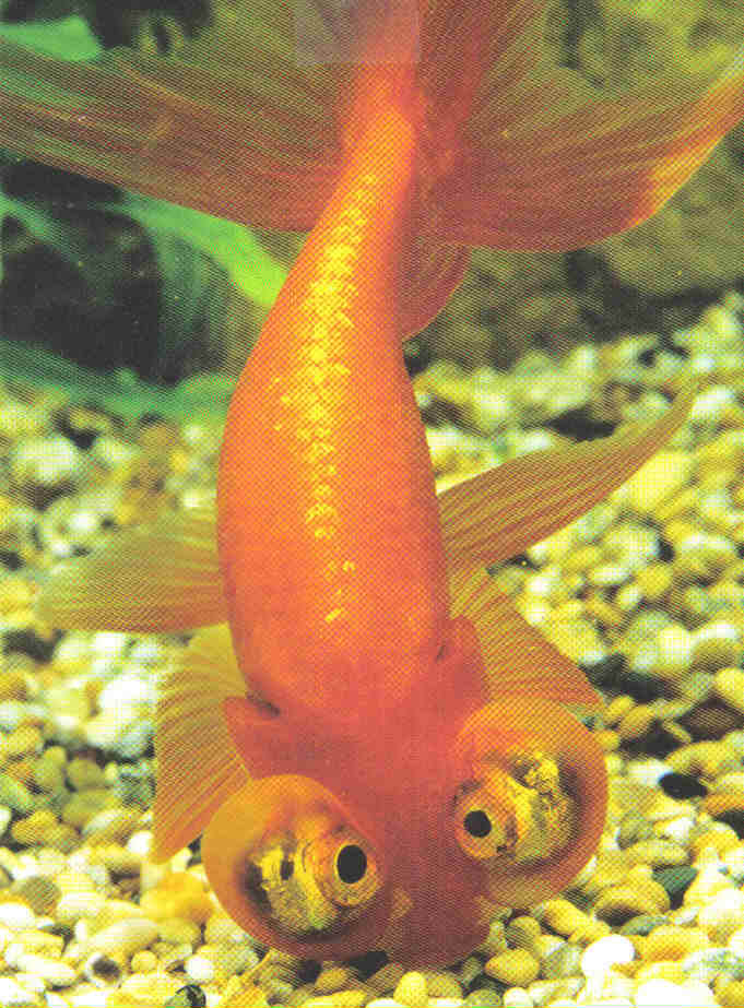 goldfish tank decorations. When buying tank decor,