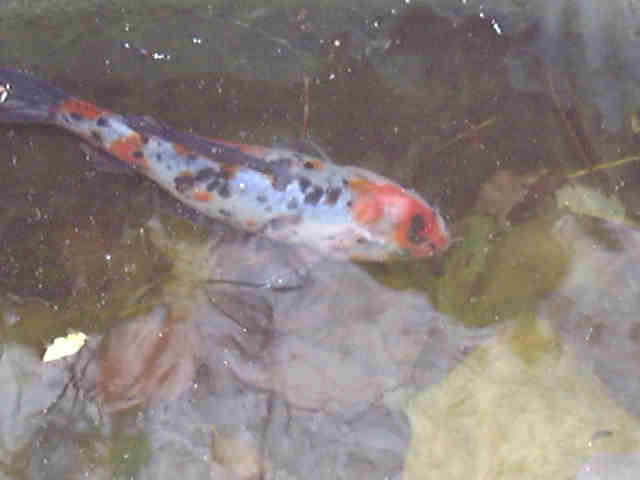 what does goldfish eggs look like. what do goldfish eggs look