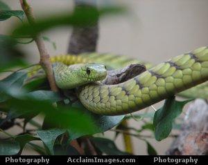 http://petcaretips.net/green_mamba_snakeA.jpg