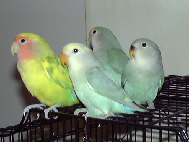 images of lovebirds. Signs a Pet Lovebird is