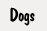Dogs