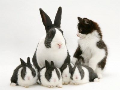 Cute Cats and Rabbits