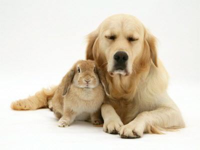 Puppies Bunnies on Rabbit To Other Rabbits Are Able To Live With Other