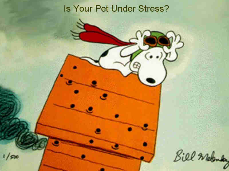 or Cat Get Stressed Out