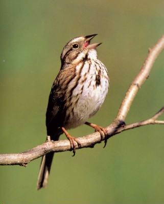 http://petcaretips.net/song_sparrow.jpg