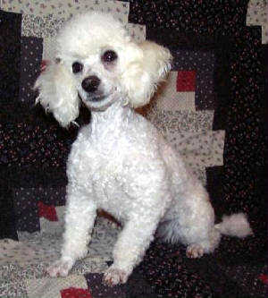 How long can a toy poodle live