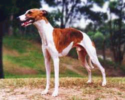 Whippet dog on steroids