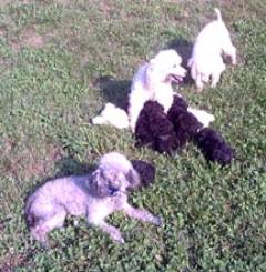 mamas_puppies.jpg